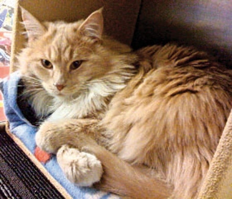 Pet of the Week: Tigger Two