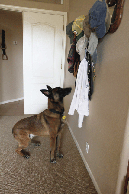Local K-9 added to war on drugs 