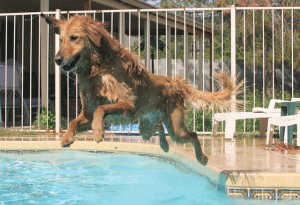 Dock diving: The X-games for dogs 