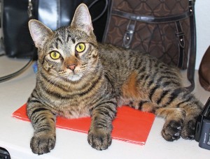 Someone to love: Puma