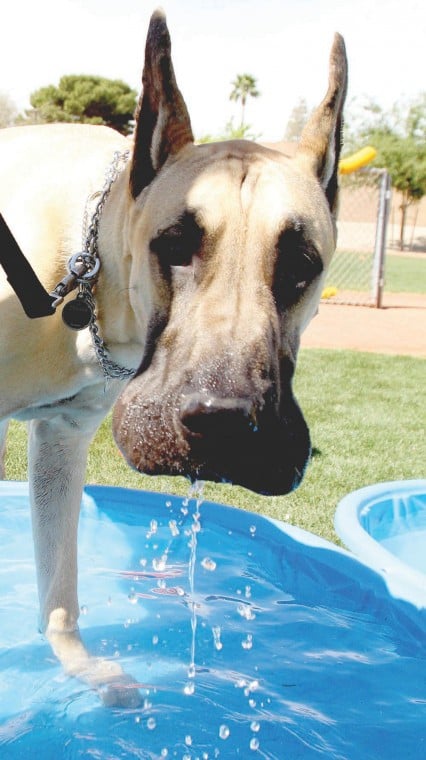 Ahwatukee Dog Show