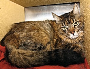 Pet of the Week: Tazo
