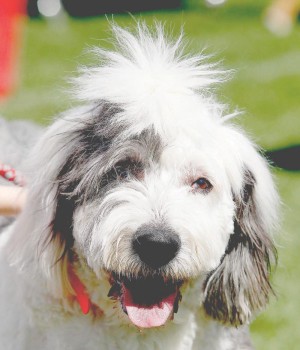 Ahwatukee Dog Show
