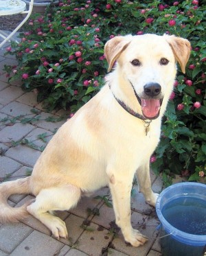 Pet of the Week: Corky