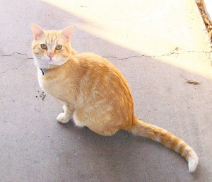 Someone to love: Milo