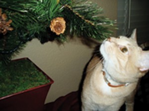 Holiday safety, travel tips for pets 