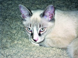 Someone to love: Chandler