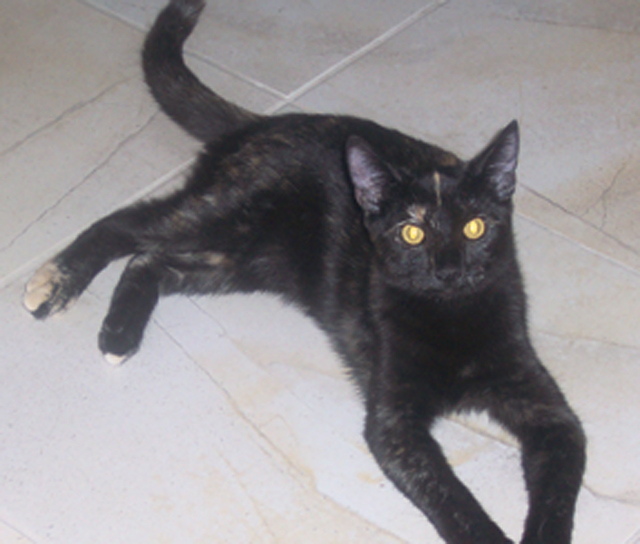 Pet of the Week (11/13) 