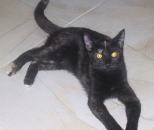 Pet of the Week (11/13) 