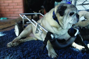 afn.052610.com.petrescue11.jpg