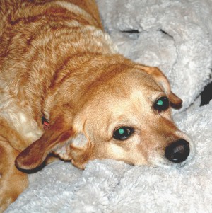 Someone to love: Maggie