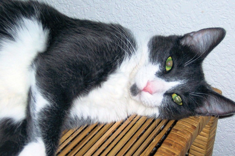 Pet of the Week: Mew