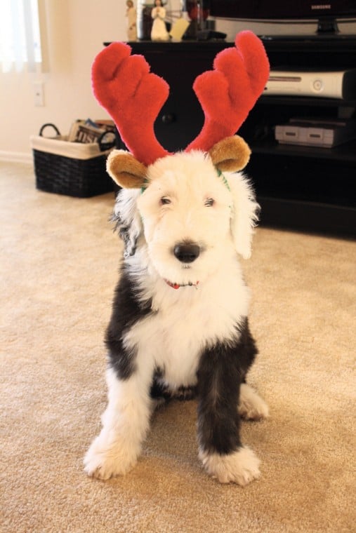 Keeping your pets happy and healthy this holiday season