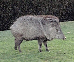 Javelinas