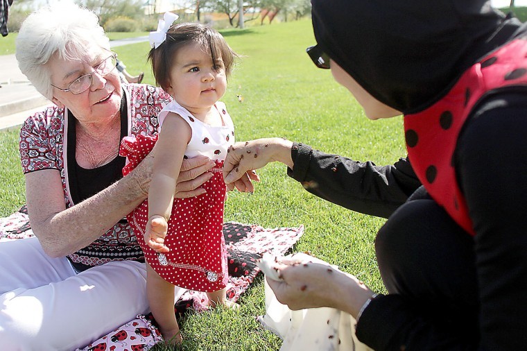 Ladybugs