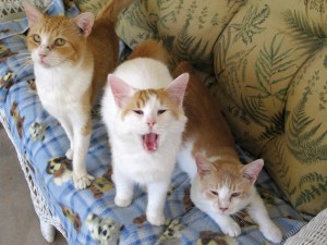 Someone to love: The 3 Mouseketeers