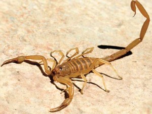 One local’s brush with a bark scorpion 