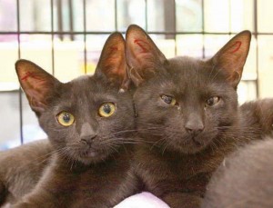 Someone to love: Trixie and Pixie 