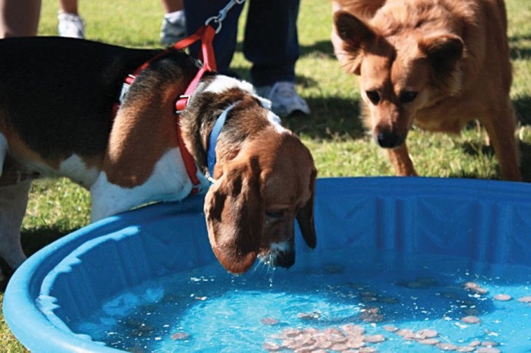 Canine Carnival
