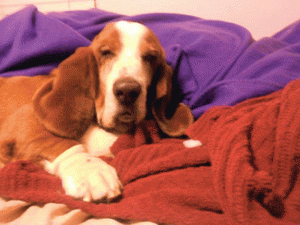 Pet of the Week (1/29) 