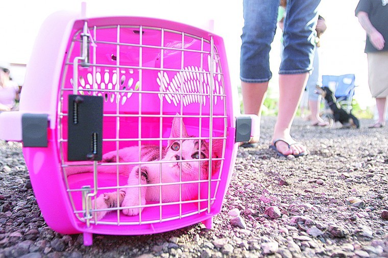 Spay and neuter