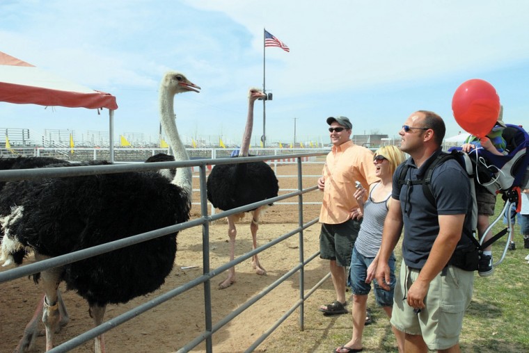 The Chandler Ostrich Festival