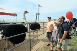 The Chandler Ostrich Festival