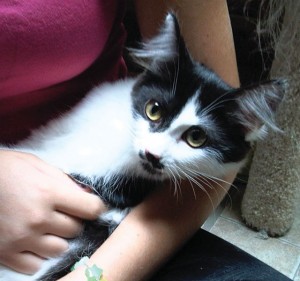 Pets of the week (10/7) 