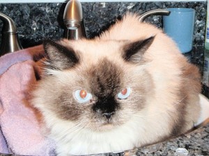 Pet of the Week: Natasha
