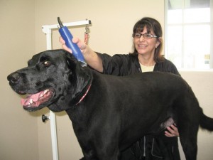 The Pawz Spa, northeast of 48th Street and Chandler Boulevard