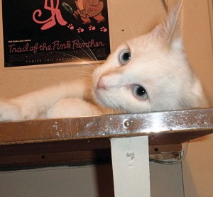 Someone to love: Scarlett