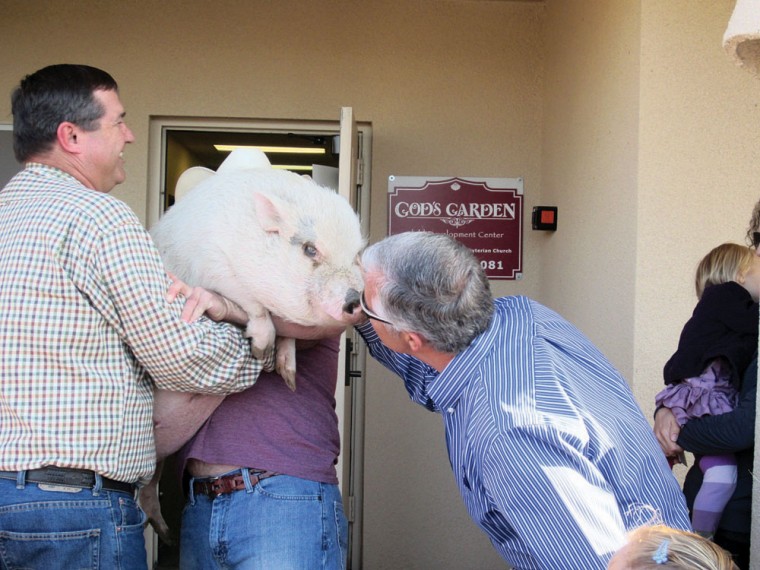 Ron Hawkins kisses a pig