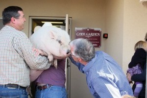 Ron Hawkins kisses a pig