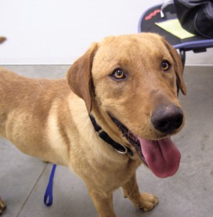 Pet of the Week: Harley