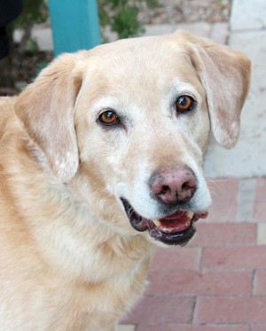 Someone to love: Sailor