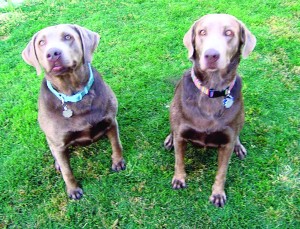 Pets of the Week: Bella and Emma