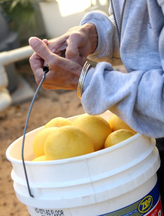 Volunteers pick citrus
