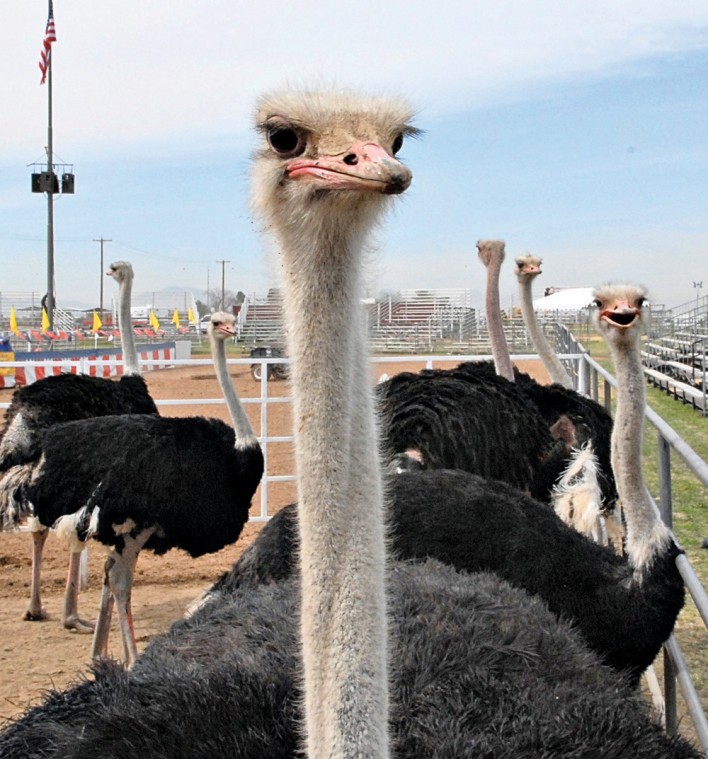 The Chandler Ostrich Festival