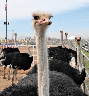 The Chandler Ostrich Festival