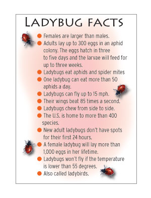 Bugs