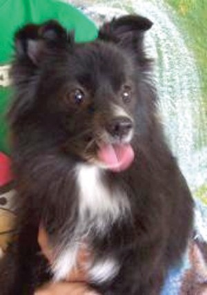 Someone to love: Misty