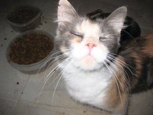 Someone to love: Cali