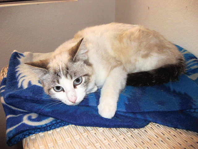 Pet of the Week (4/19) 