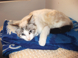 Pet of the Week (4/19) 
