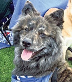 Pets of the Week (4/28) 