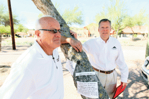 Trees under power lines slated for removal 