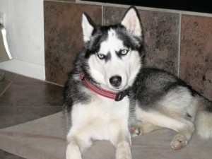 Pet of the Week: Majerle