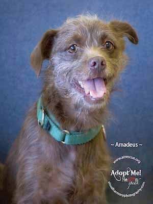 Someone to love: Amadeus