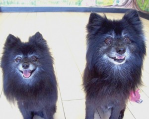 Someone to love: Rocky and Foxy