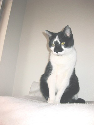 Pet of the Week (3/19) 